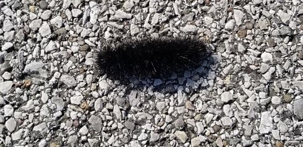 Looking At Woolly Worms, How Bad Will Winter 2021 Be In Indiana and Kentucky?