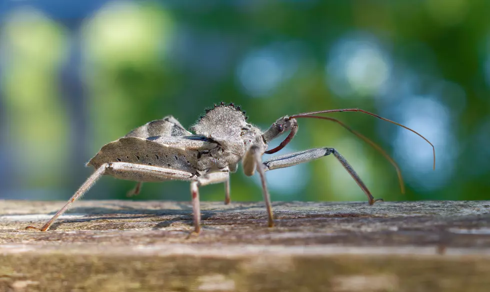 wild wheel bug, Arilus cristatus is a common, widely distributed, beneficial assassin bug that preys on pest insects - grey color red legs - crawling on wood fence post