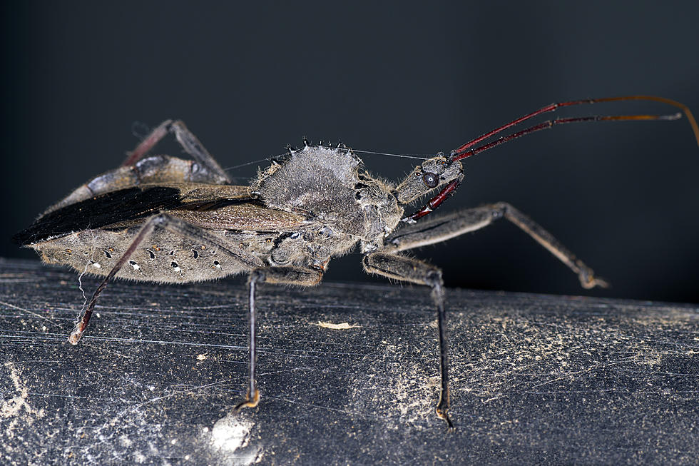 This Assassin Bug In Indiana Has A Bite That Can Take Months To Heal