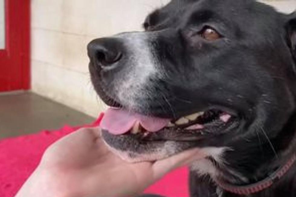 Beautiful IN Shelter Dog Is Looking For A Hand To Pet Her [ViDEO]