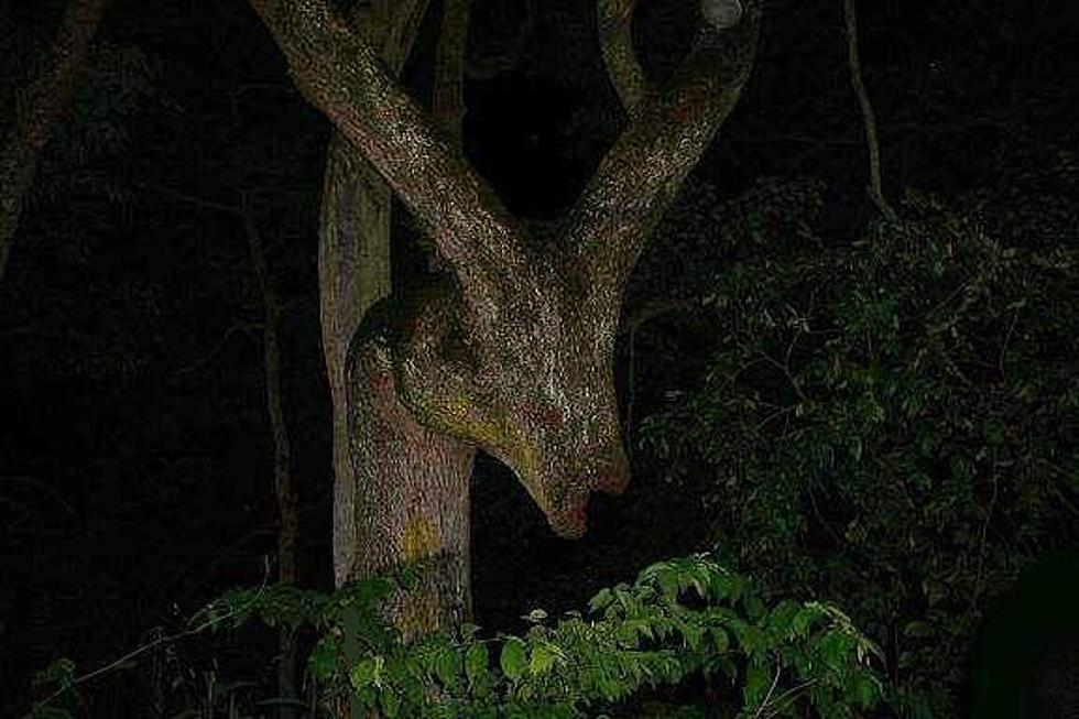 Legendary Cursed Tree In Kentucky Looks Like The Head Of A Donkey