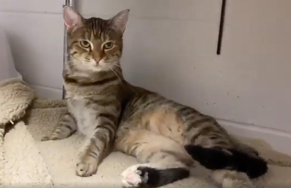 Indiana Cat Is Full of Sass and Sugar, but a Little Shy [VIDEO]