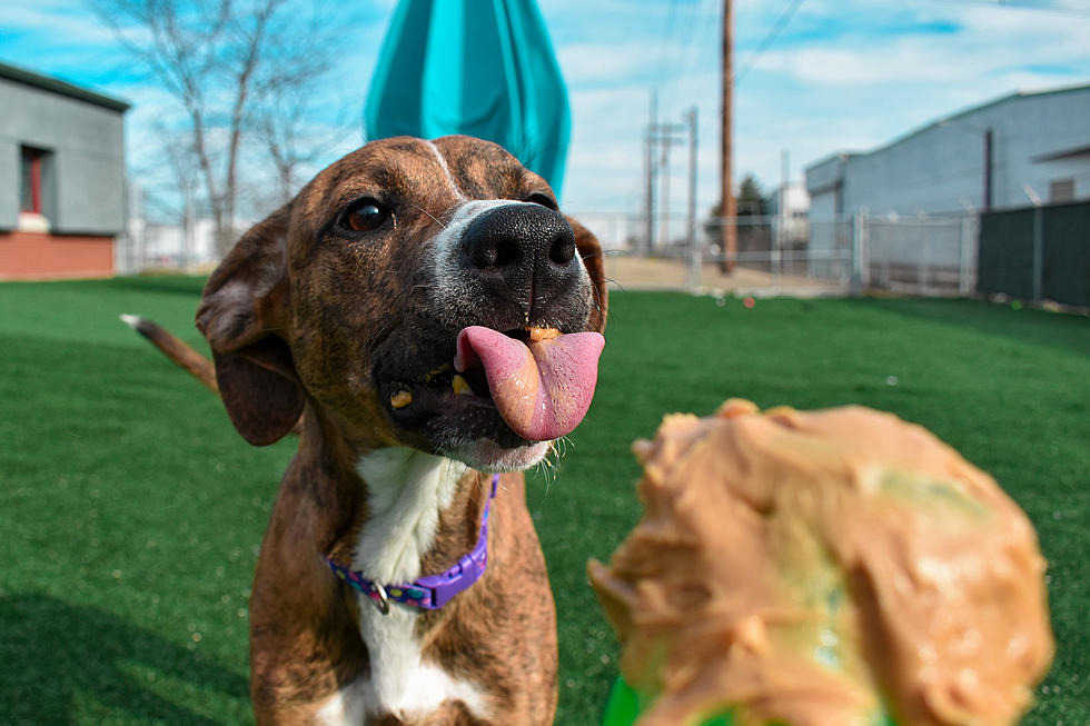 Vanderburgh County Humane Society in Need of ‘Enrichment’ Supplies for Dogs