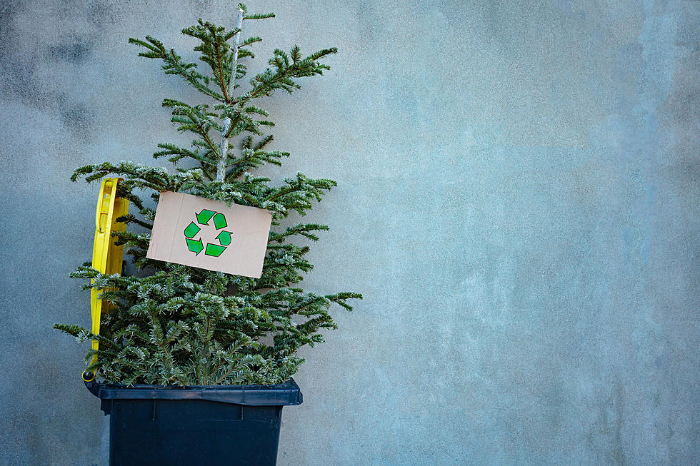 Real Christmas Tree Disposal In The Evansville Area 2021