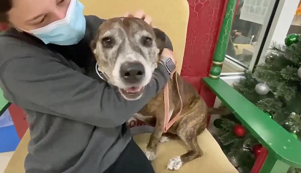 Senior Dog At Indiana Shelter Really Wants A Family For Christmas