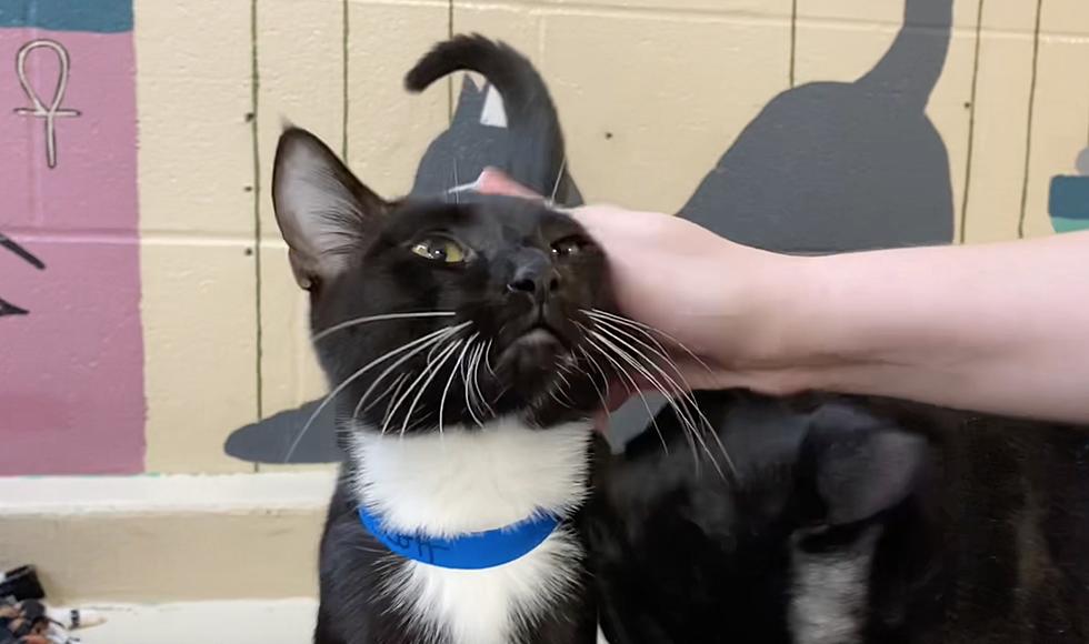 Cat Rescued From Indiana Hoarder Rises Above His Awful Beginnings and Looking For New Start In the New Year [VIDEO]