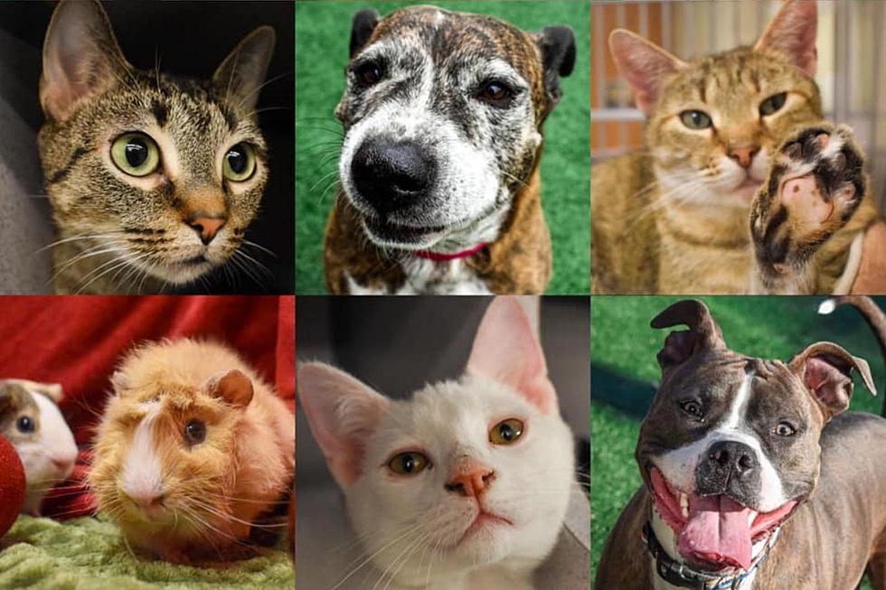 Vanderburgh Humane Society Celebrates Over 100 Pet Adoptions in One Week