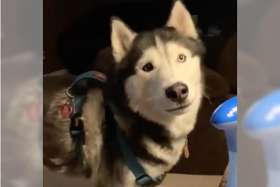 Kentucky Dog Gets Salty Attitude When Told He Can’t Play Outside 