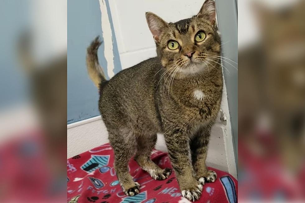 Kentucky Cat Looks Like A Kitten, Wags Short Tail Like A Dog and Is Just Too Cute [VIDEO]