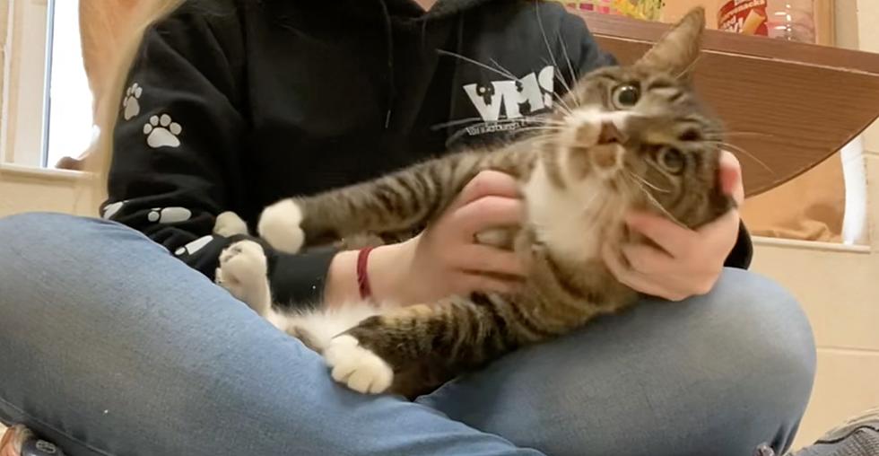 Indiana Cat Snuggles Like A Lap Dog [VIDEO]