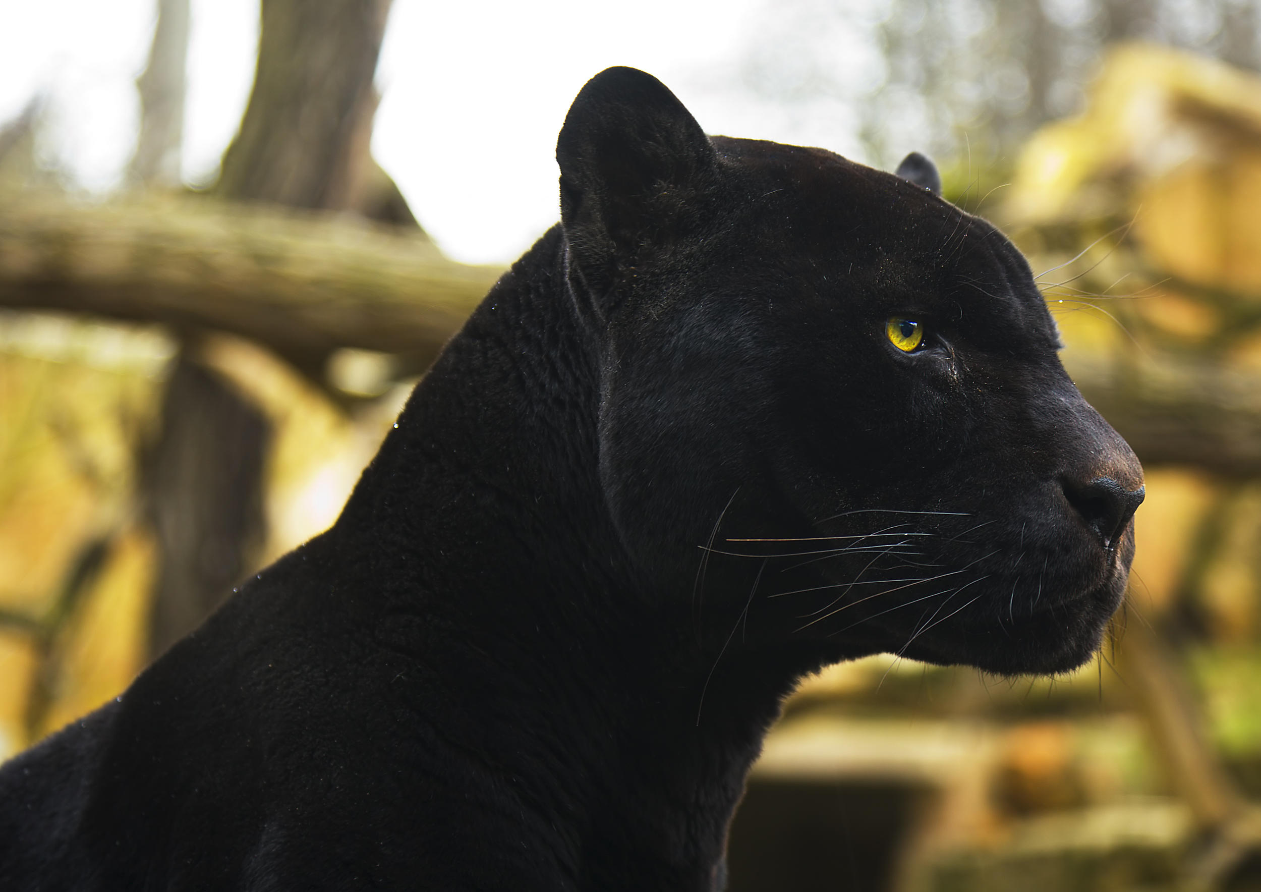 Are Black Panthers Living In Kentucky? Some Residents Say, YES