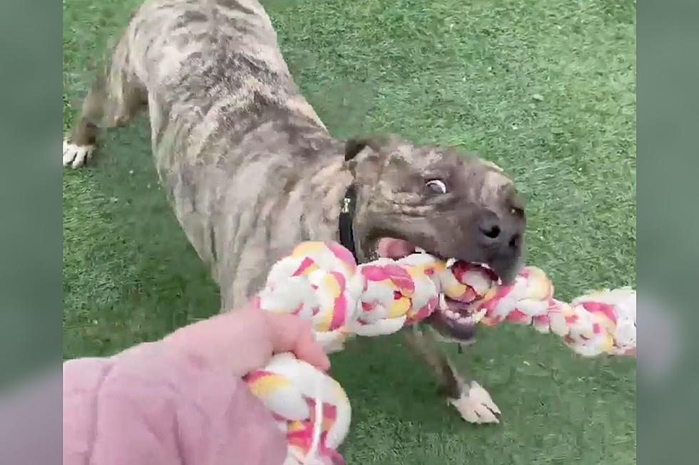 Most Goofball Dog Ever Can Be Found At Indiana Shelter [VIDEO]