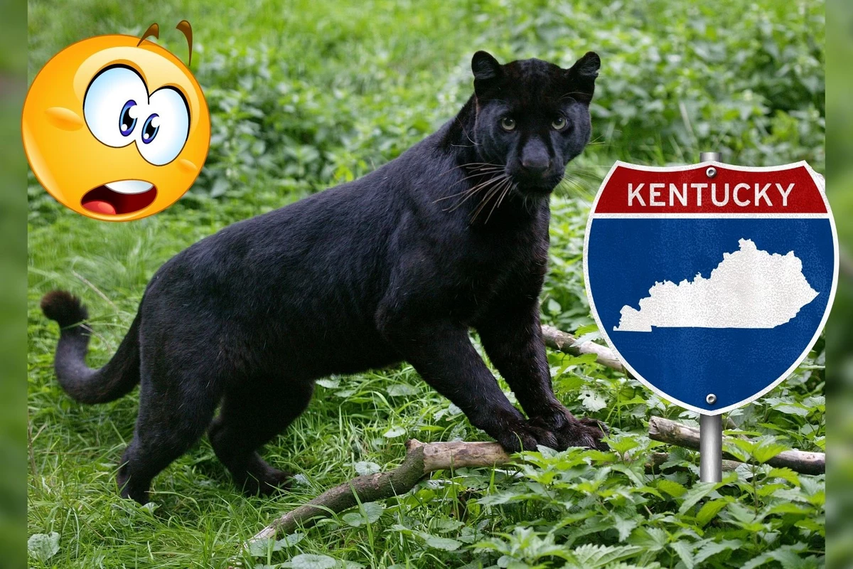 Black panthers in Pennsylvania? Reports continue to surface
