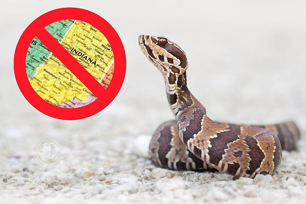 Killing These Ten Types Of Snakes In Indiana Is Illegal