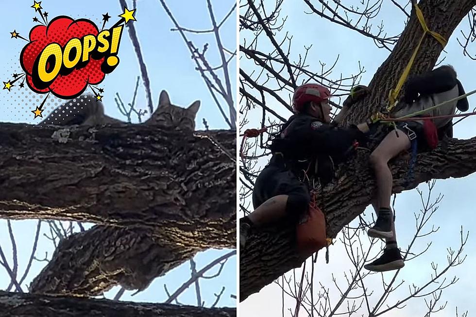 Indiana Firefighters Rescue Boy Stuck in a Tree Trying to Rescue a Cat Stuck in the Same Tree