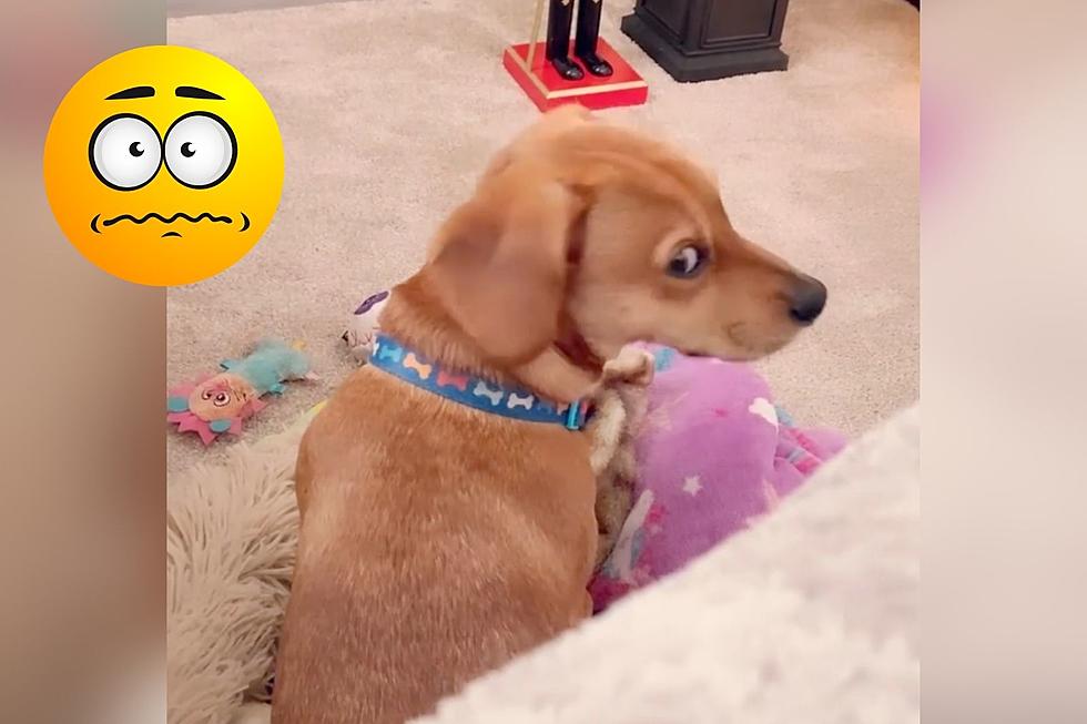 Kentucky Dog Sees Something No One Else Can See and He&#8217;s Freaked Out [VIDEO]