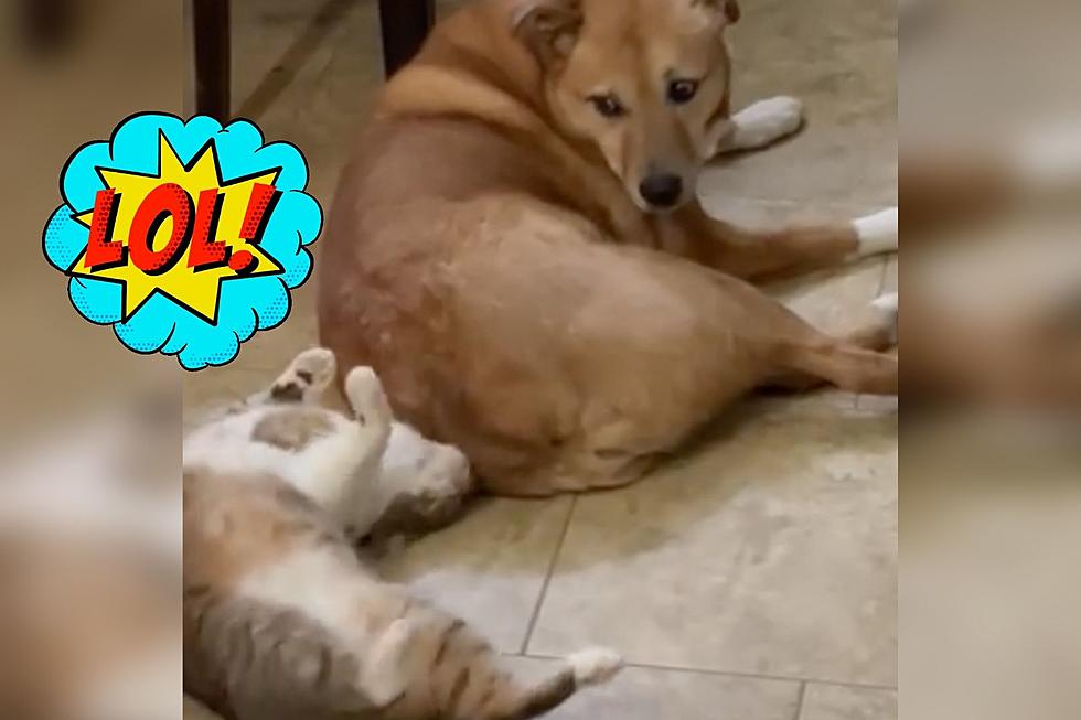 Kentucky Dog Gets Goosed By Family Cat and It&#8217;s Hilarious [WATCH]