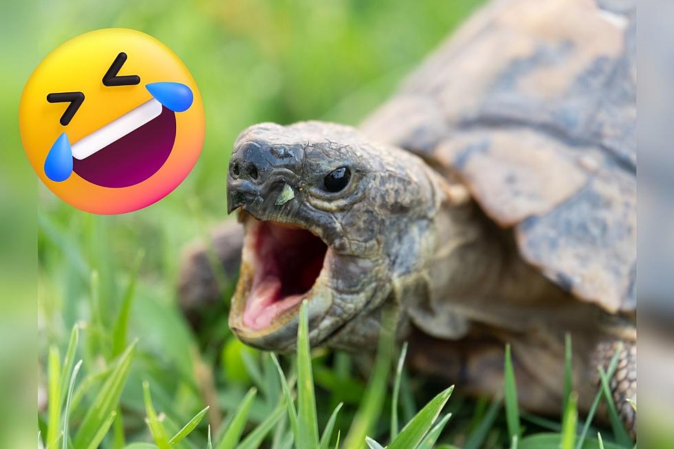 Watch Angriest Turtle Ever Throw A Hilarious Turtle Tantrum