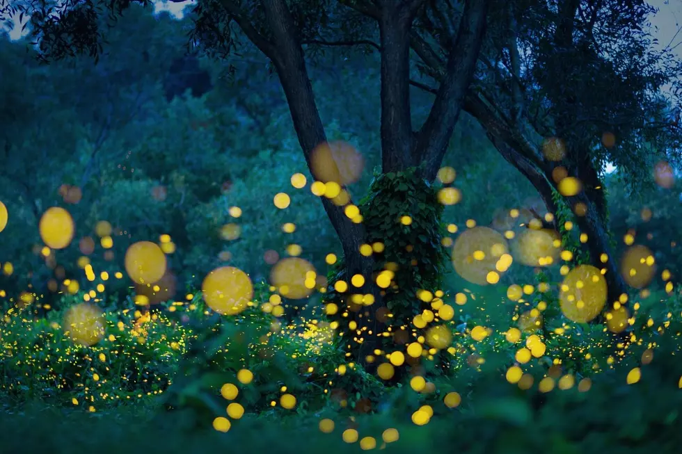 Fireflies Put on a Synchronized Light Show in the Smoky Mountains &#8211; Viewing Dates