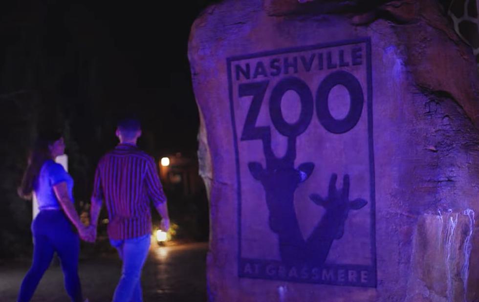 Visit The Nashville Zoo At Night With An Amazing Light Show