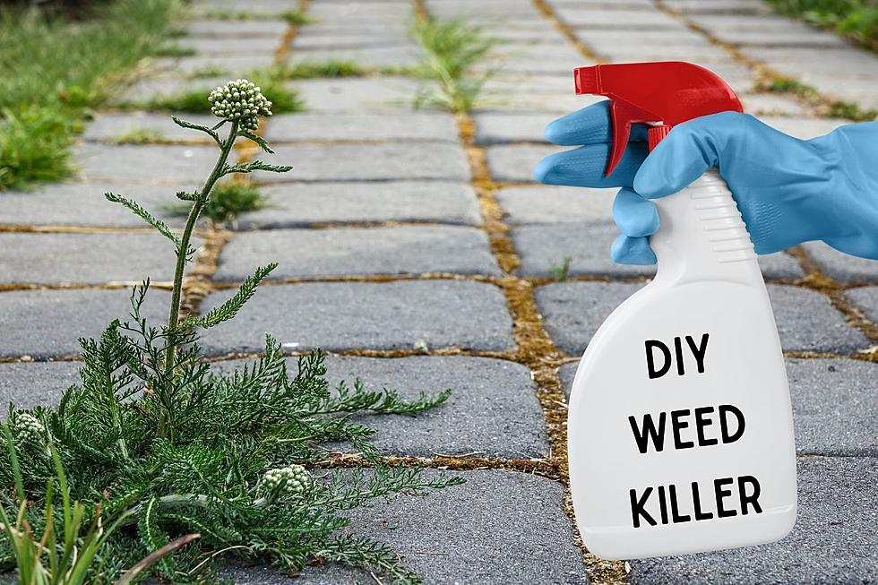 Give This DIY Weed Killer A Try This Summer