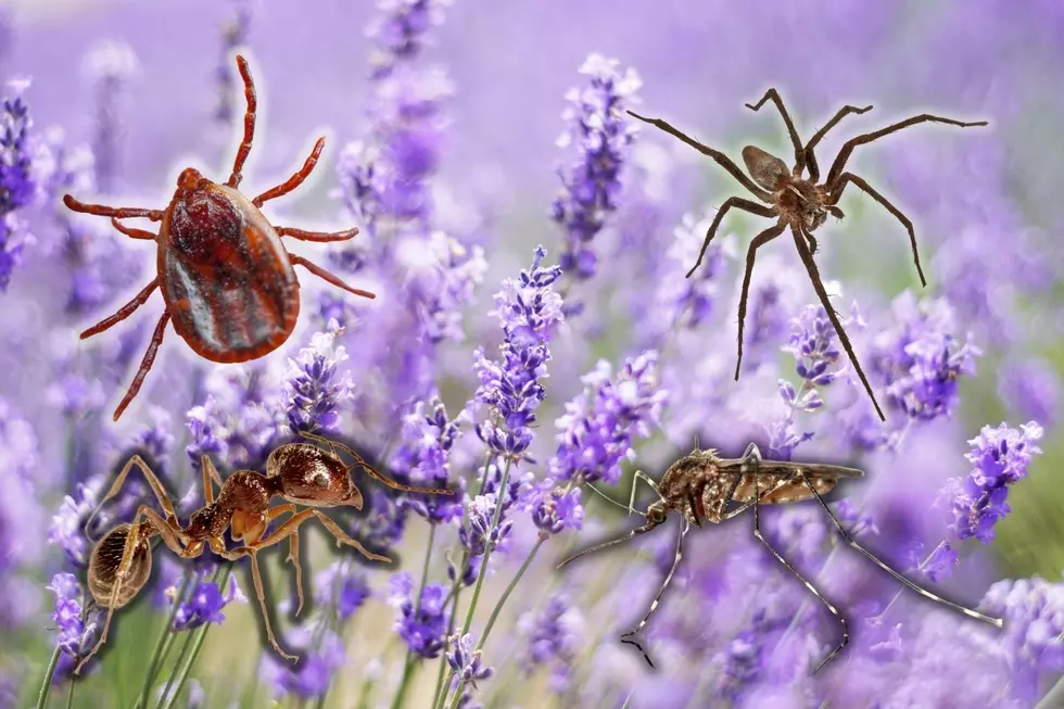 Yard Plants That Will Repel All Types Of Unwanted Bugs