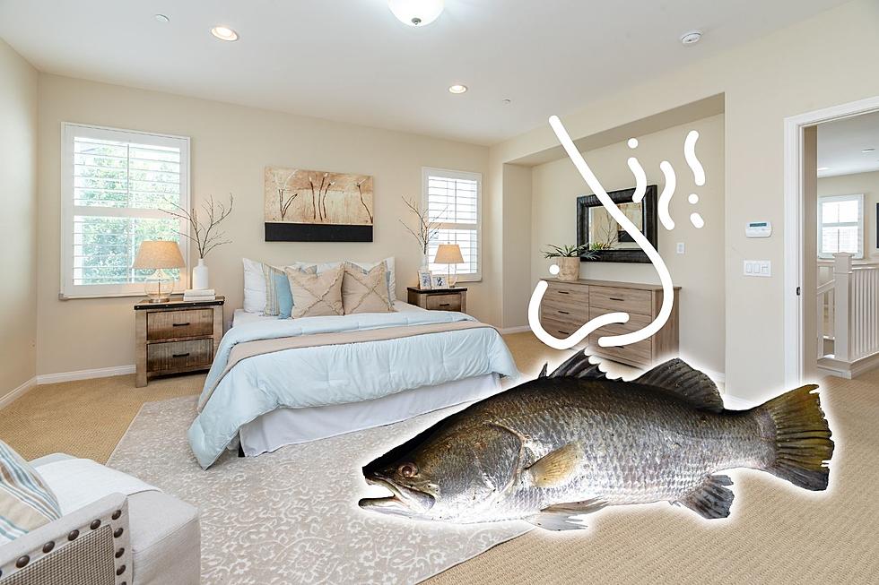 The Alarming Reason Your Room Reeks of Dead Fish