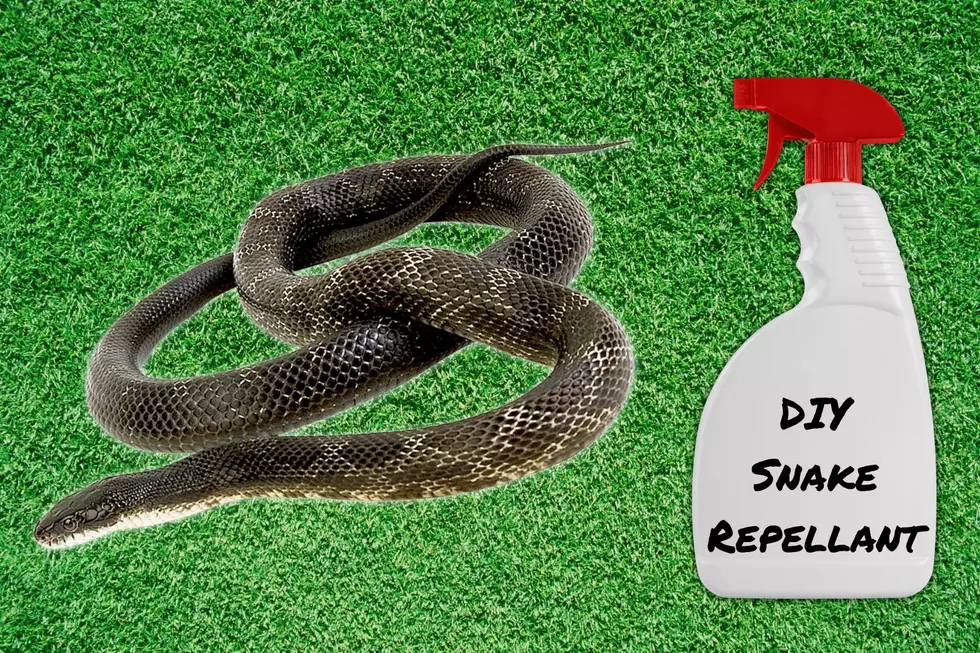 Try These DIY Repellants to Keep Snakes Out of Your Yard