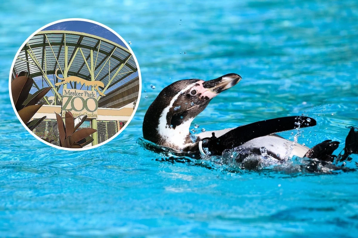 Pingüinos de vuelta en Mesker Park Zoo