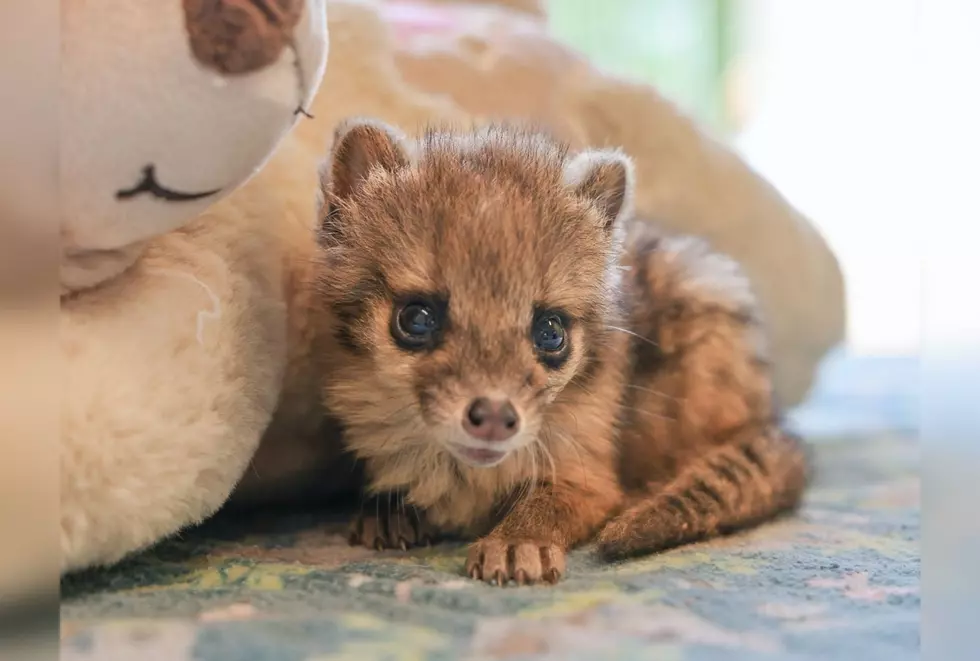 Nashville, Tennessee Welcomes New Zoo Baby From Madagascar and He’s Adorable