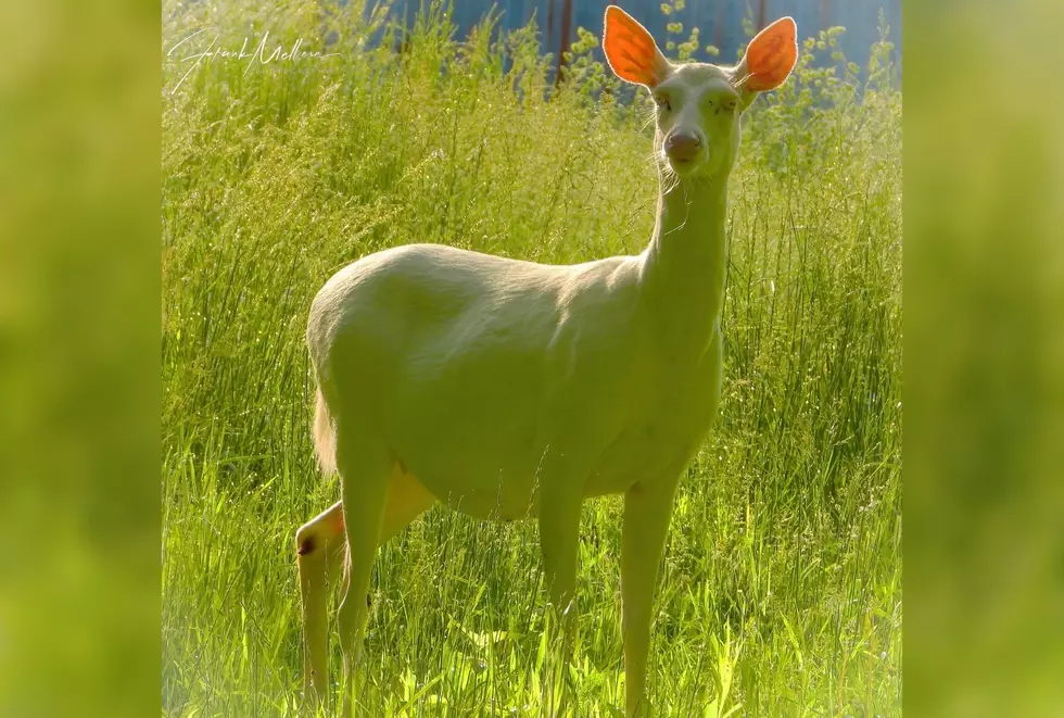 Illinois Man Welcomes Pregnant Albino Deer Into His Yard