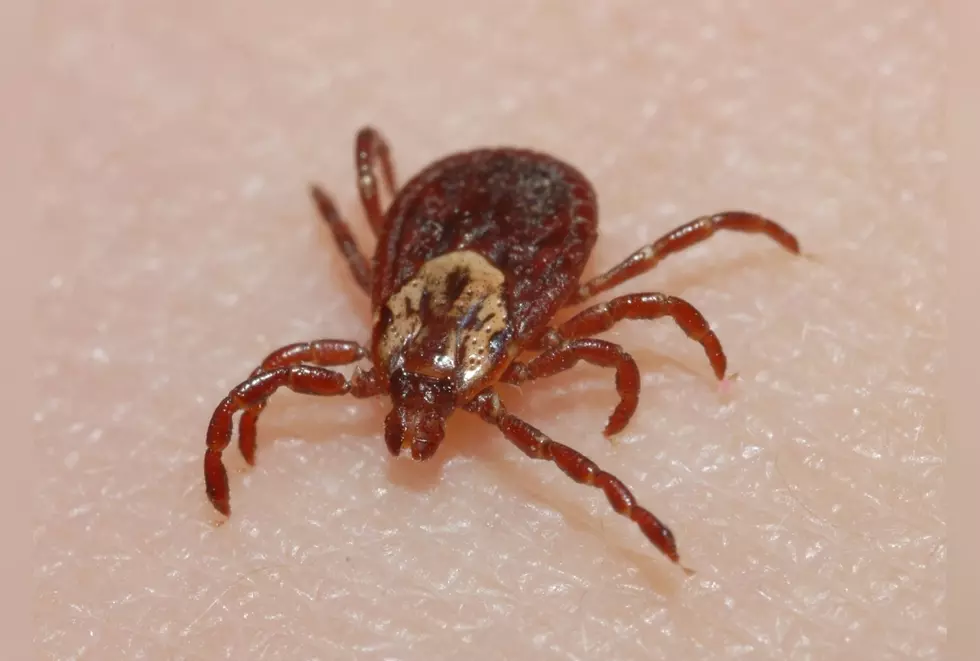 Simple Hack To Remove a Tick and Other Things You Need to Know to Keep Your Family Safe