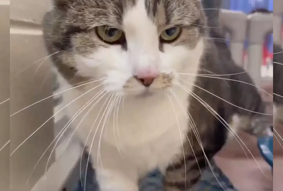 Indiana Cat Hopes For Second Chance After Family Moves and Leaves Her Behind [VIDEO]