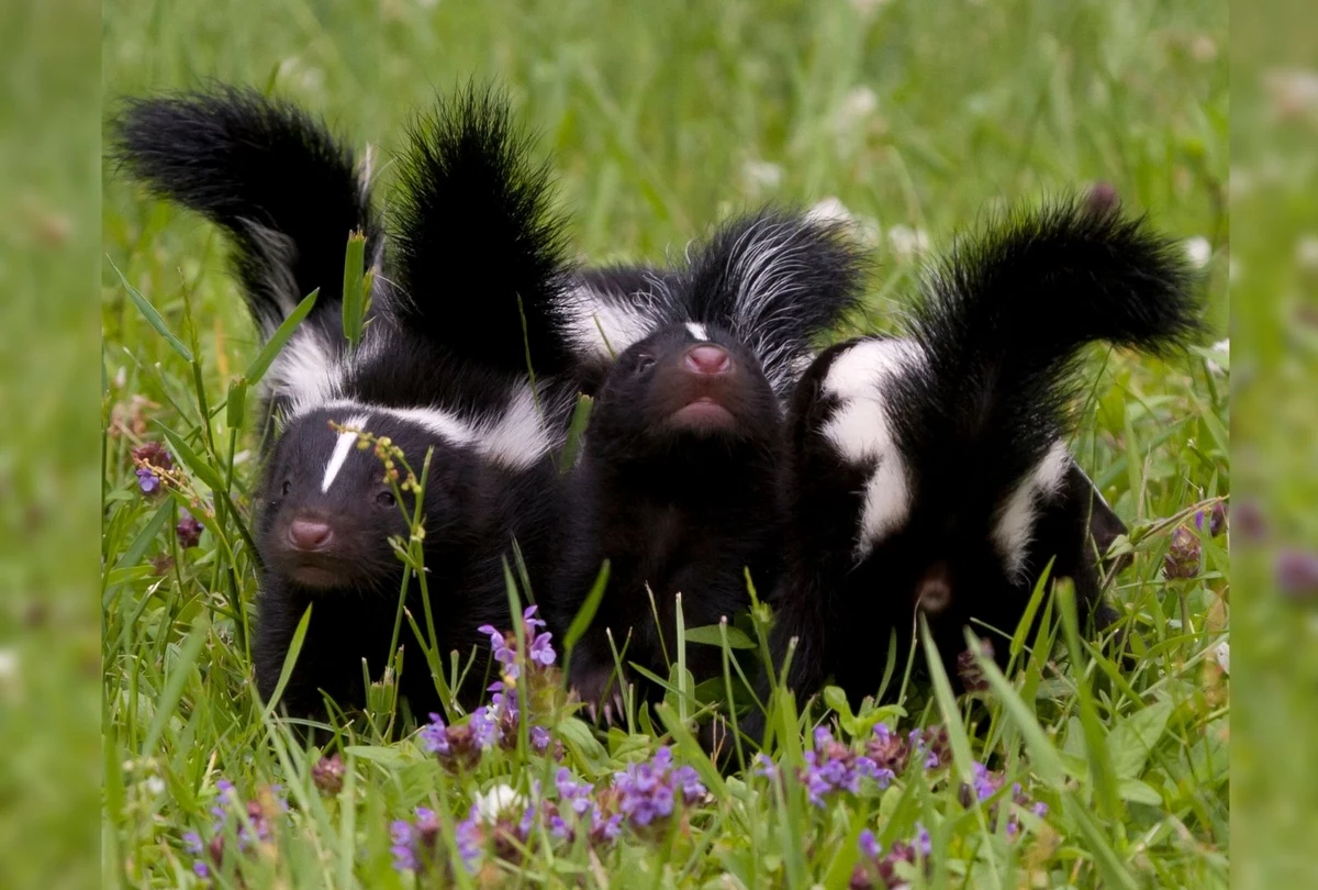 are skunks attracted to dog poop