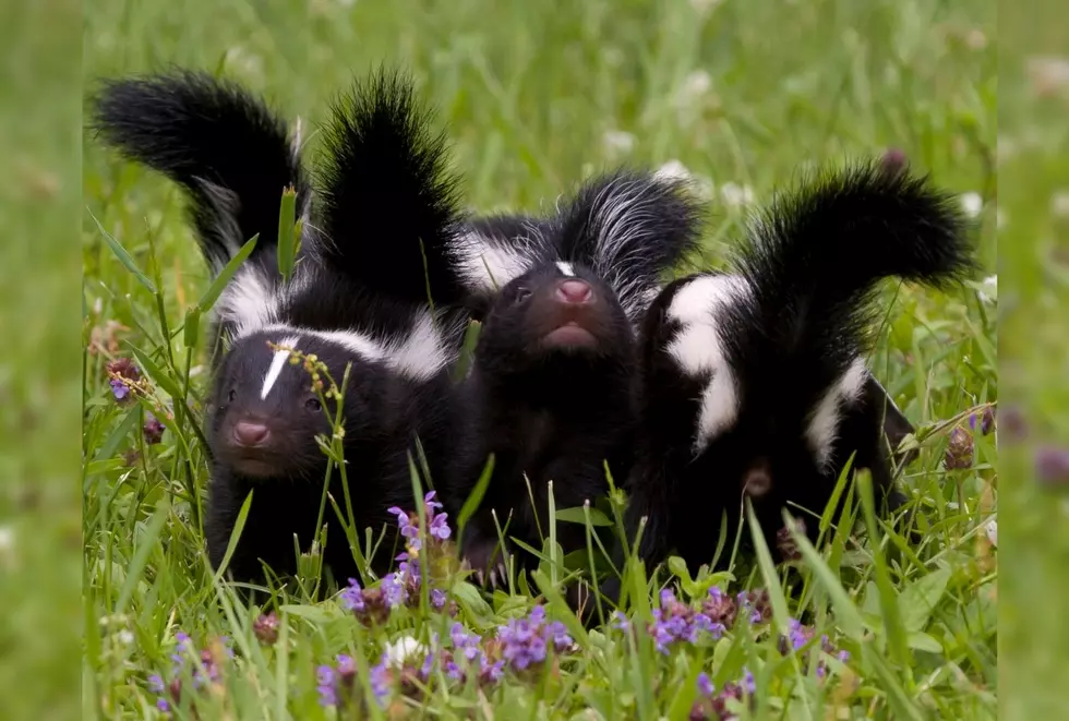 Watch a Mama Skunk Take Her Six Adorable Babies for a Walk in Kentucky &#8211; It&#8217;s Too Cute