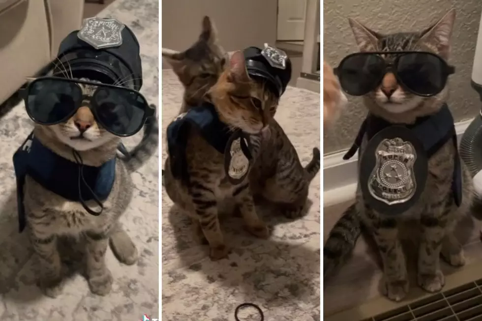 Pawsatively Adorable Indiana Rescue Cats Dream of Careers in Law Enforcement [VIDEO]