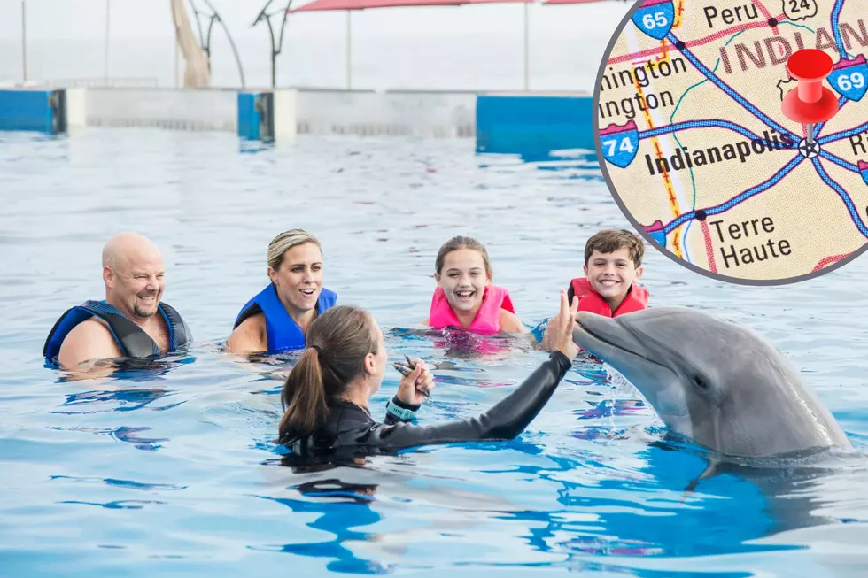 Get in the Water with Dolphins at The Indianapolis Zoo