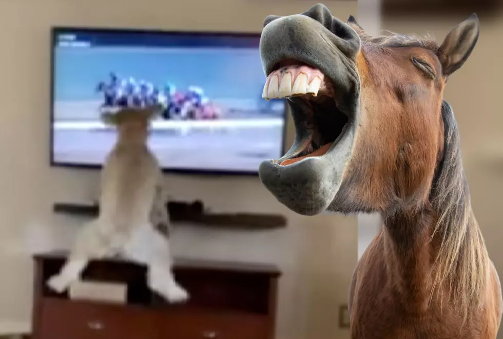 Kentucky Dog Goes Bananas Watching a Horse-Race