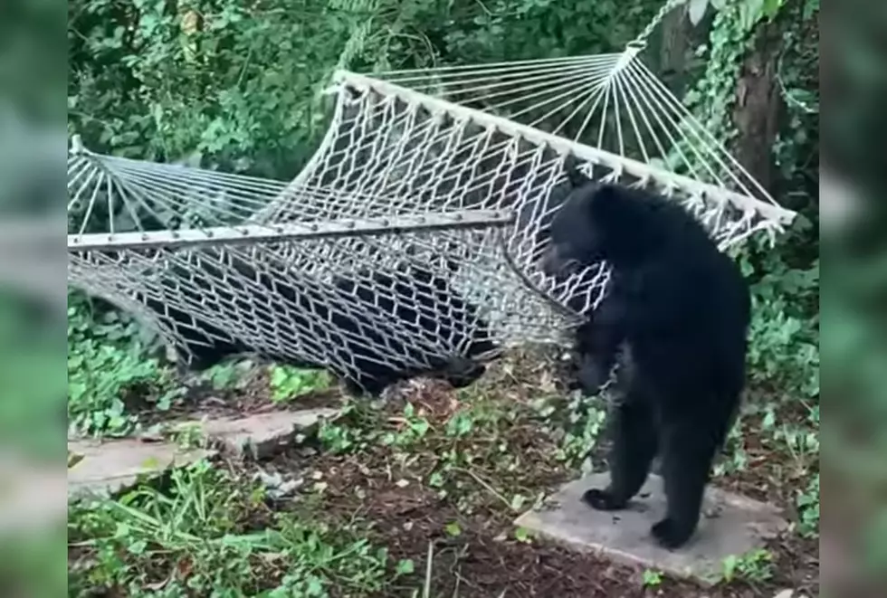 Watch Black Bear Cubs Wrestle with a Hammock and Lose Outside Gatlinburg, TN Cabin