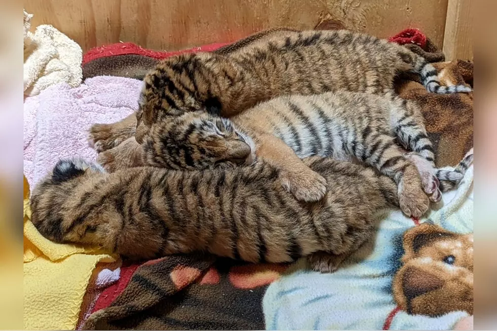 Indiana Zoo Welcomes Triplet Tiger Cubs &#8211; See Adorable Photos and Video