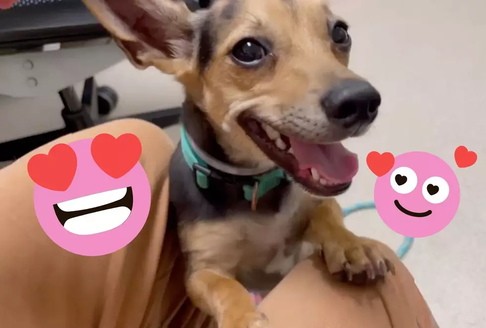 Sweet Indiana Dog Has So Much Love To Give and No One to Give It To [VIDEO]