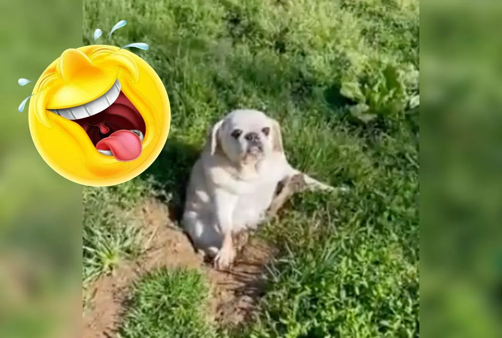 See Chubby Dog Get Stuck in a Hole in Kentucky Backyard