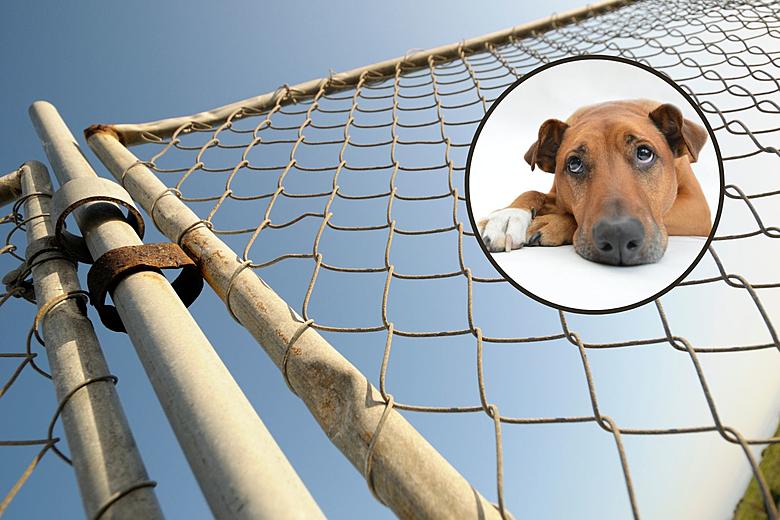 Cheap and Easy Way to Keep Dogs From Going Under Chain Link Fence