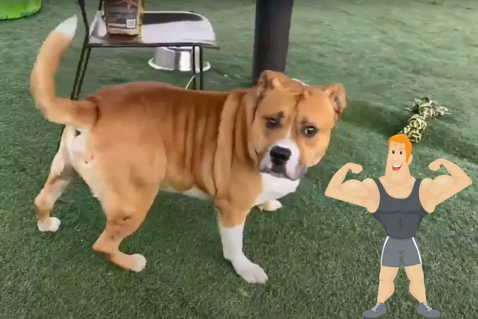 Sweet and Beefy Indiana Dog Can Be Part of Your Family [VIDEO]