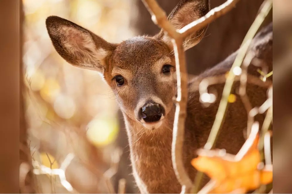 Three-Legged Doe Makes Kentucky Backyard Her Home &#8211; Watch Video