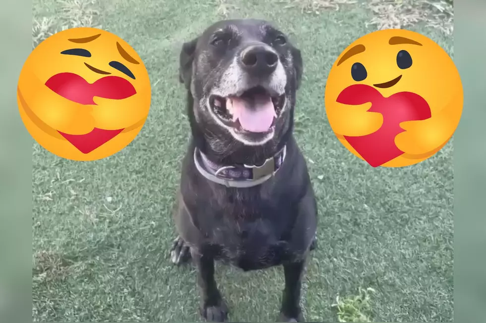 Senior Indiana Shelter Dog Proves You&#8217;re Only As Old As You Feel [WATCH]