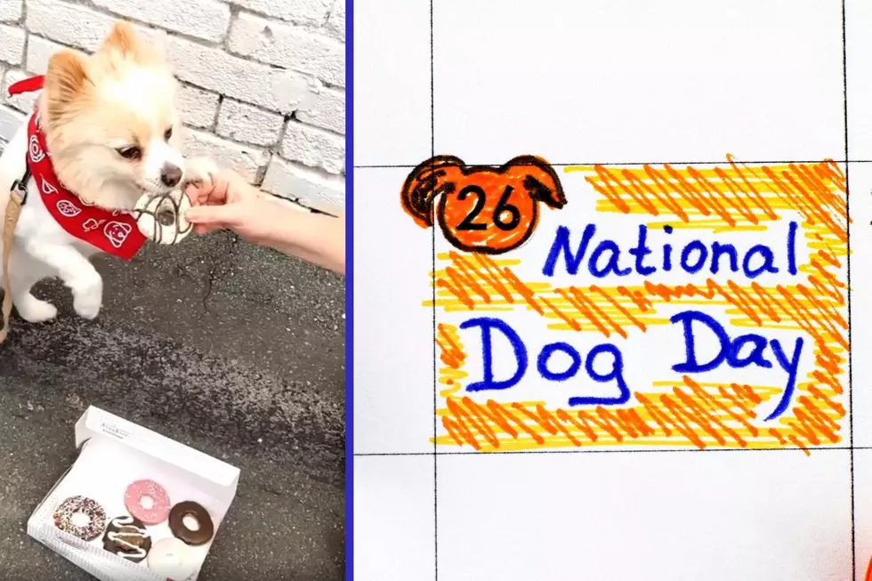 Get Doughnuts for Your Dog THIS Friday for National Dog Day