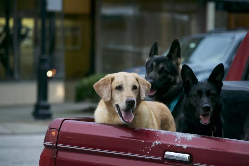 Three Dogs in a Pickup, NC 2018