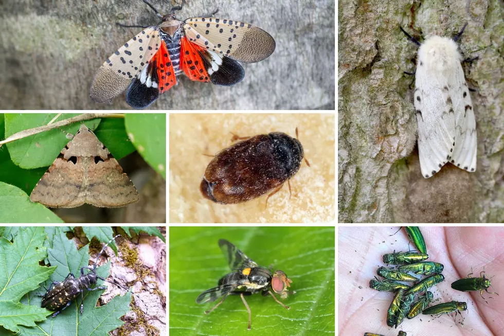 Long Island's warmer winter may bring insects, ticks and other bugs to your house a little earlier than usual - Newsday