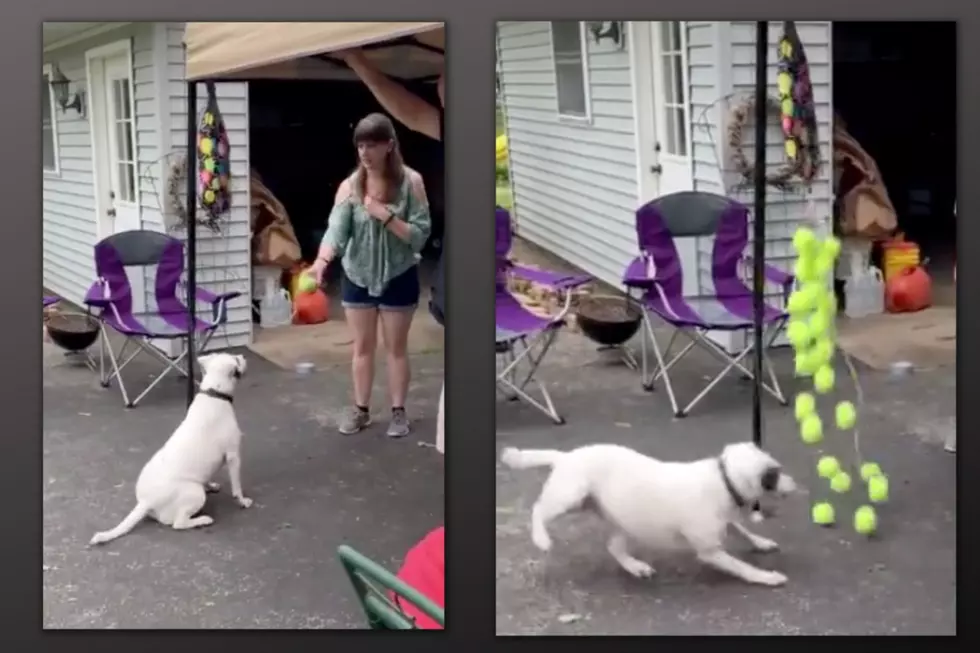 Illinois Dog Rides an Emotional Rollercoaster When She Gets a Tennis Ball Birthday Piñata